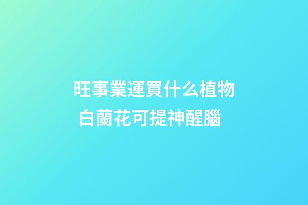旺事業運買什么植物 白蘭花可提神醒腦